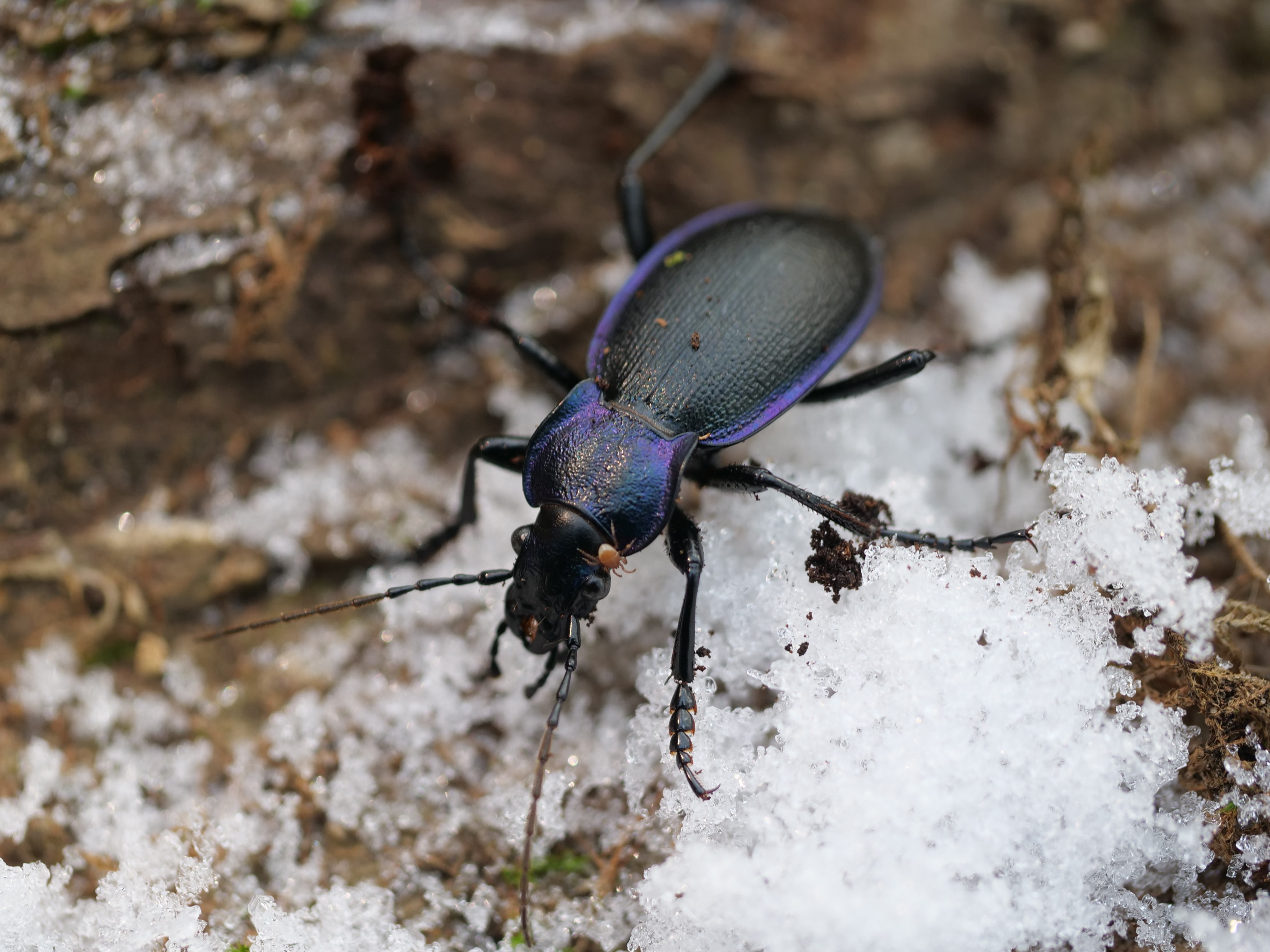 HNHS Carabus problematicus in December snow